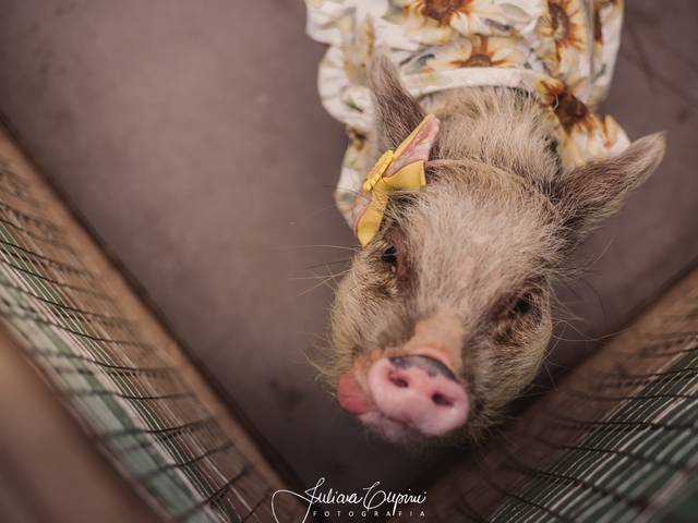 Documentação Pedagógica de Fazendinha 