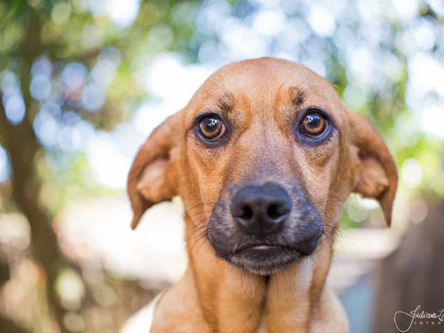 Trabalho voluntário para ONGs e Igrejas  de Pets para adoção