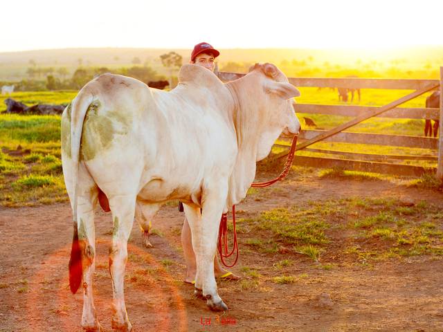 Diversos  de Julielton - Fazenda 3 Nacentes