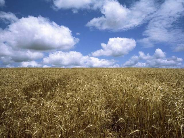Agricultura de Banco de Imagens