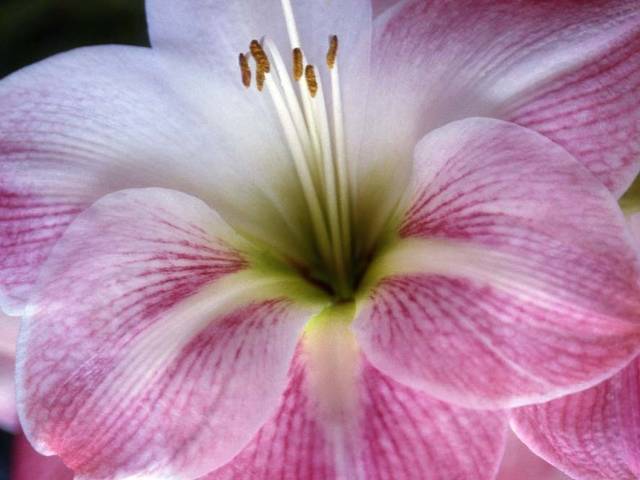 Reino Vegetal de Banco de Imagens