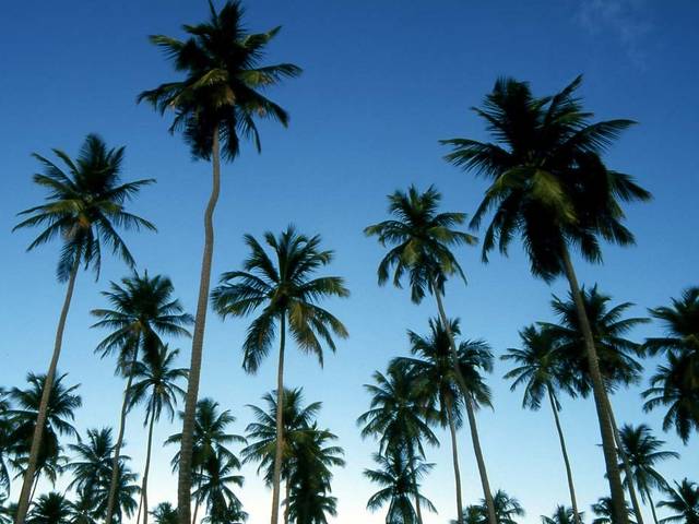 Árvores e Florestas de Banco de Imagens