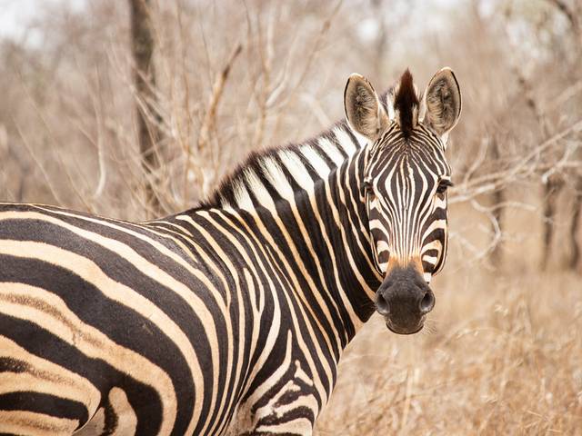 Animais de Animais do Safari