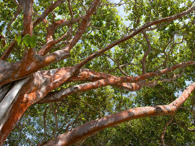 Natureza de Árvores