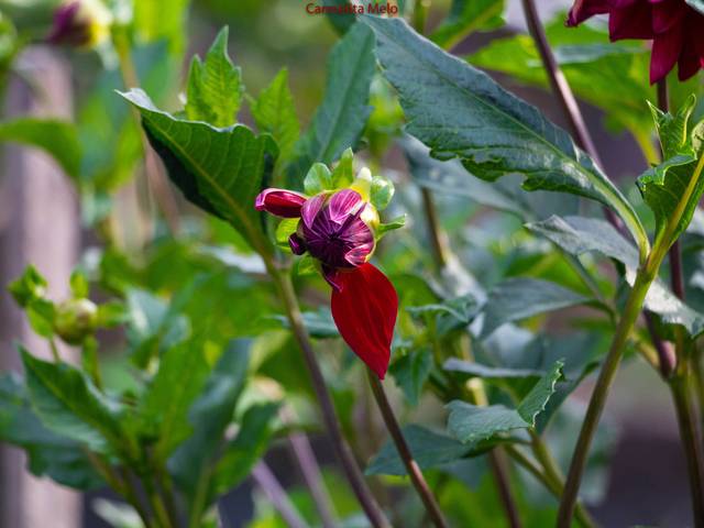 Flores de Dálias - Girassóis