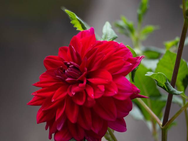 Variadas de Dálias - Jolie 