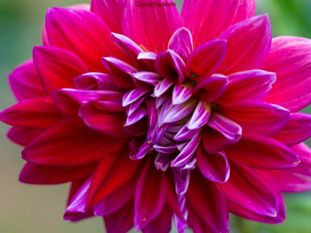 Flor - Jolie de Dália - Jolie