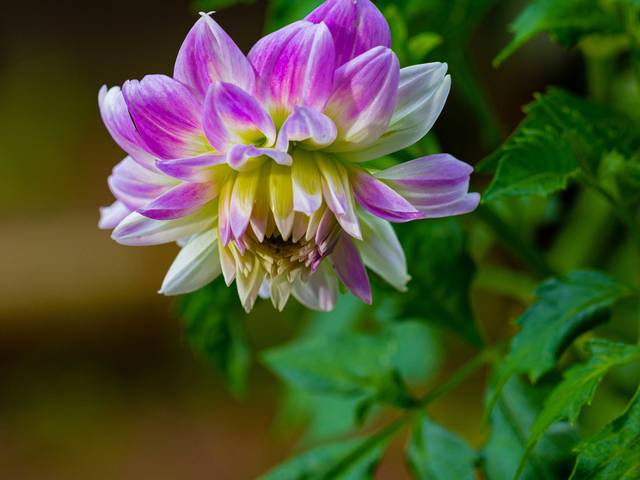 Flores de Dália - Flores