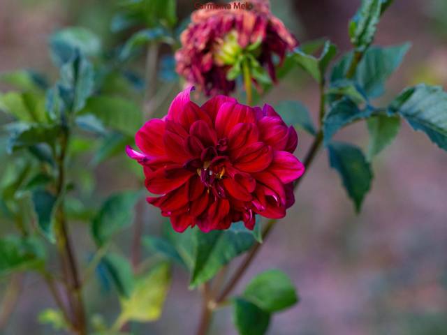 Flores de Dálias - Flores