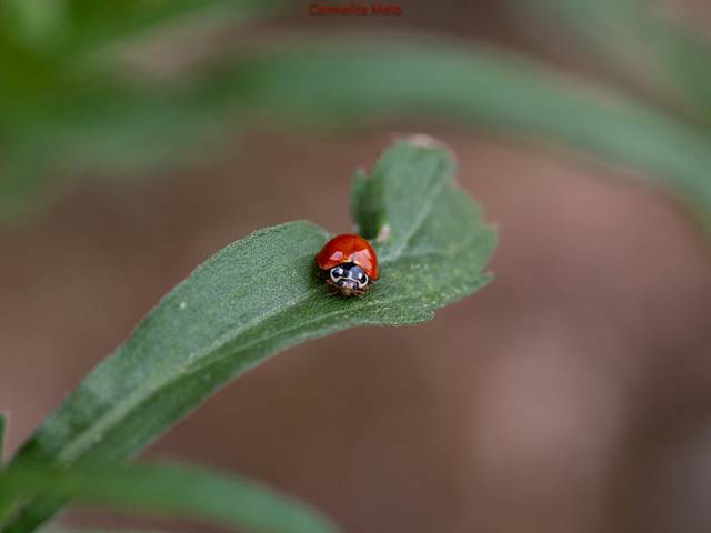 Joaninha de Joaninha