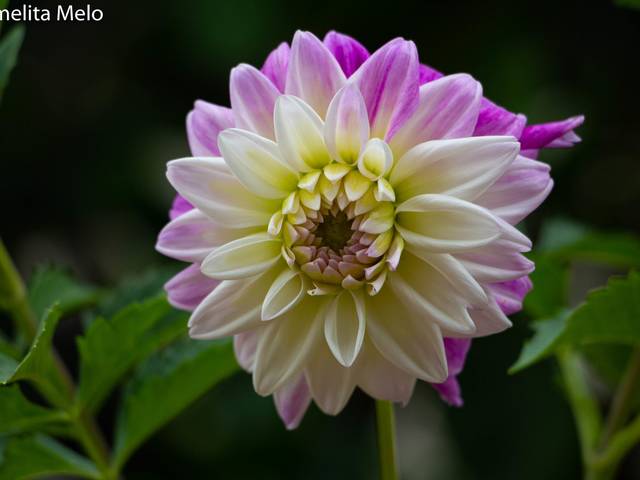 Novidade de Tranquilidade