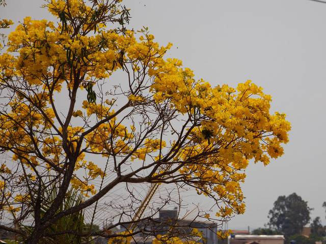 Flores de Ipê BH - 2021