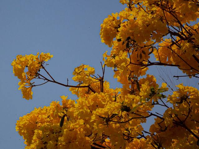 Flores de Ipê BH 2021