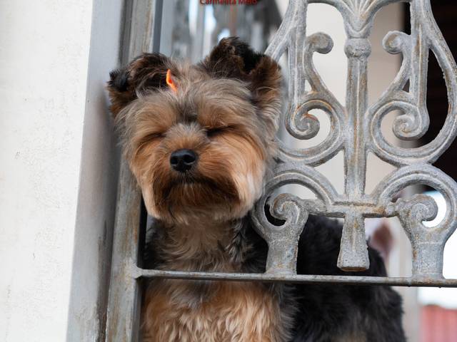Flor - Jolie de Flores e cachorrinha