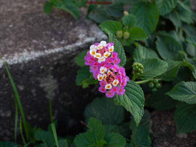 Flor - Jolie de Fotografias variadas