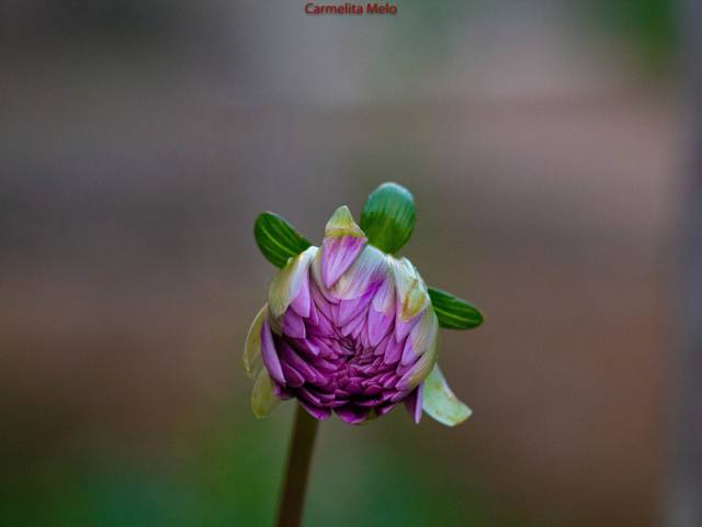 Variadas de Dálias - Fim de Tarde