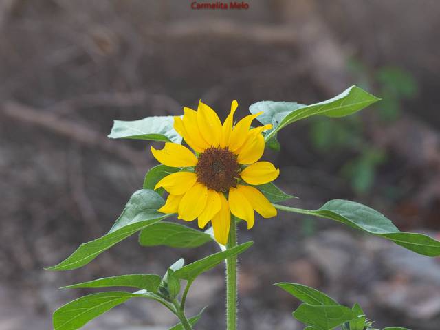 Flores de Dália - Girassol