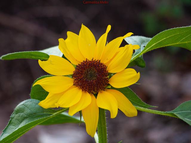 Flores de Dália - Girassol