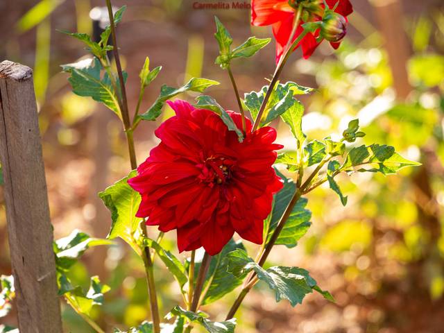Flor - Jolie de Dália - Girassol - Jolie