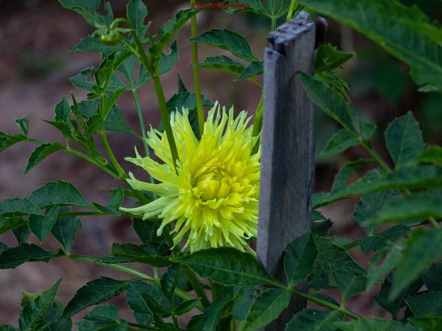 Flor - Jolie de Dália - Jolie- Girassóis