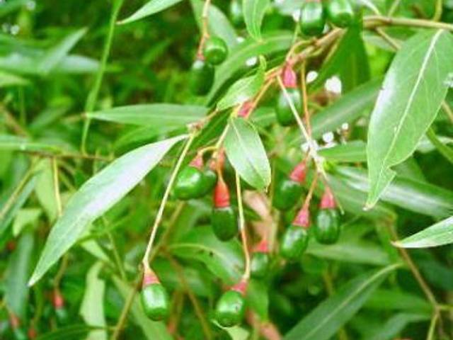 Espécies de Canelinha 