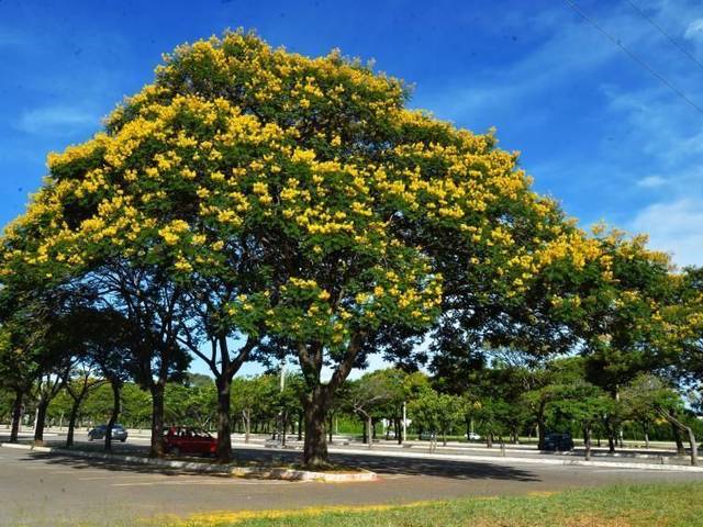 Espécies de Sibipiruna 