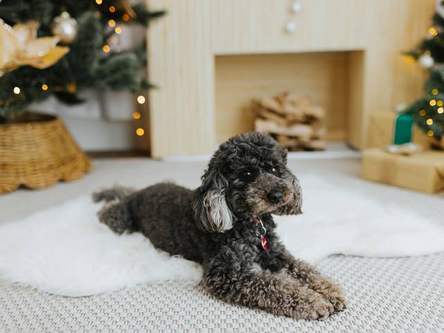 PET of Nala's Christimas