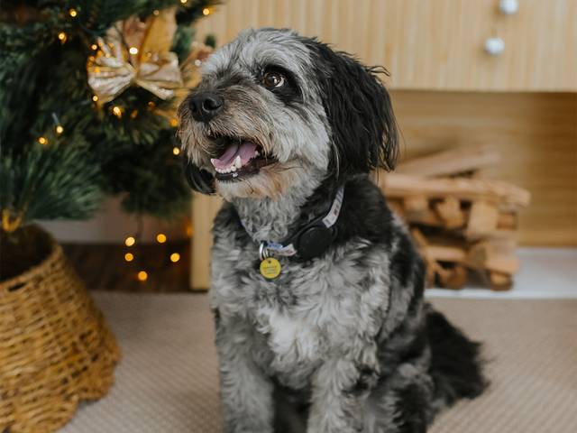 PET of Obi's Christimas