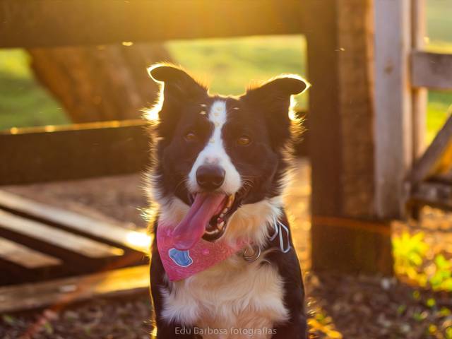 Ensaio PET de Ensaio da Julhie