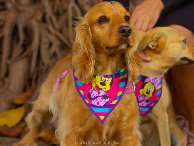 Ensaio PET de Pitoco , Sofia , Valentina