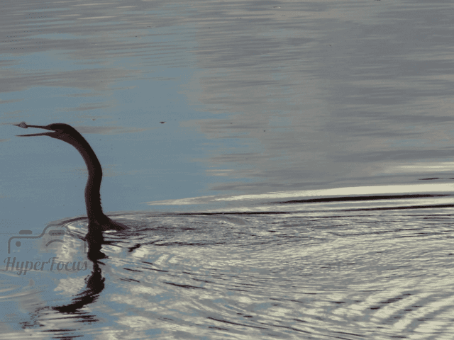 Animais de A refeição 