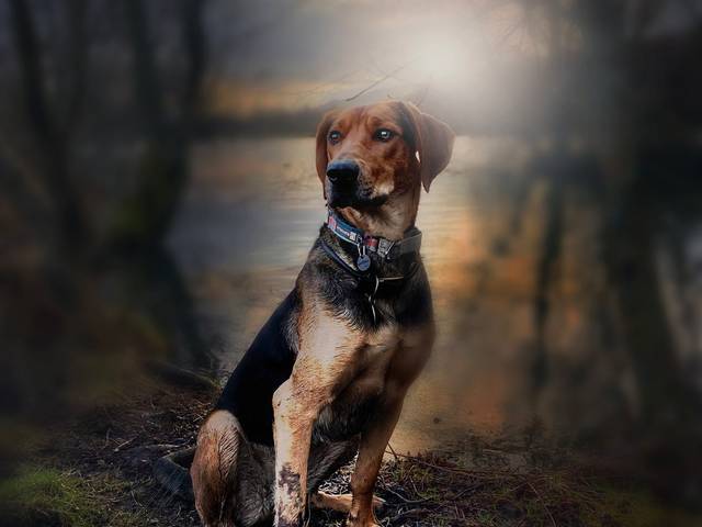 Amigos de 4 patas de Os fieis amigos