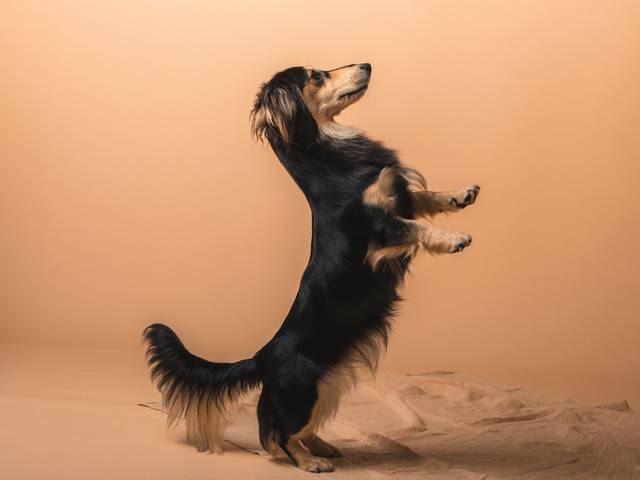 Fur-friends  of Pet Photography