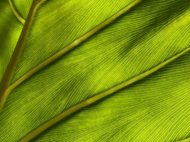Green House Curadoria por Eliene Lucindo de Natureza Tropical