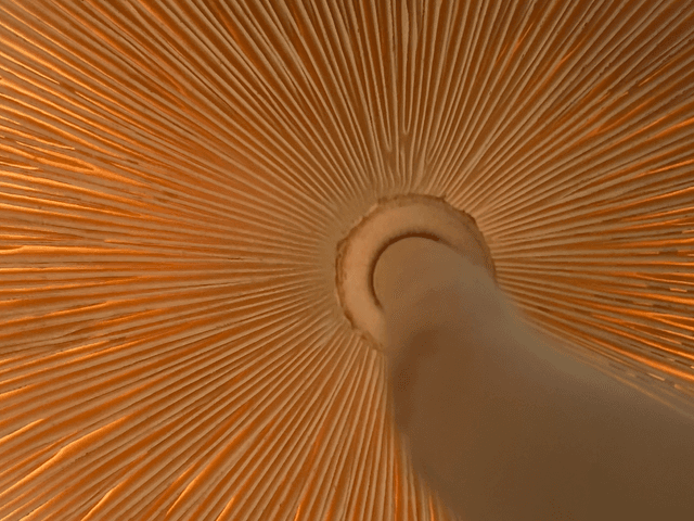 Green House Curadoria por Eliene Lucindo de Mushroom