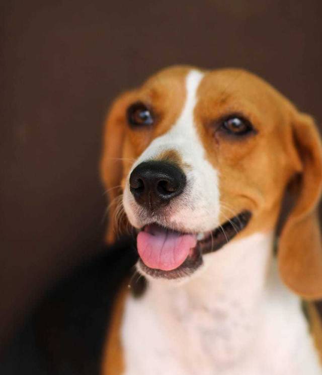 Pet de Pipoca