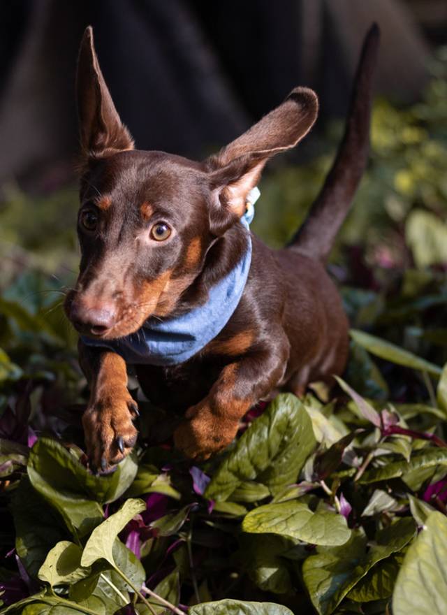 Ensaio pet ao ar livre de Ensaio pet ao ar livre Olavo em Recife
