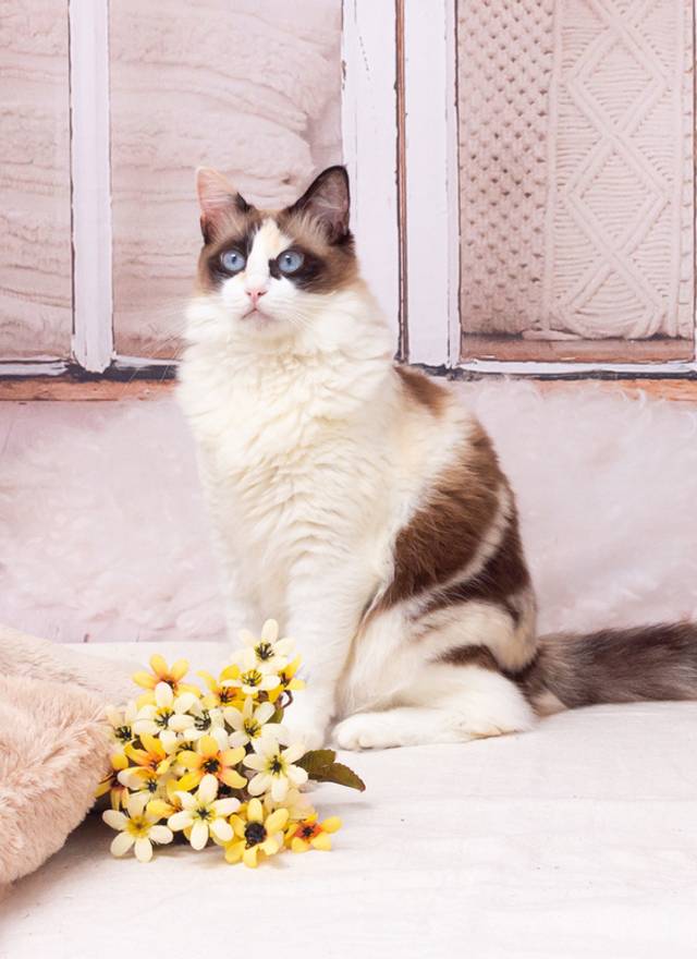 Ensaio pet em domicílio de Ensaio gato em domicílio - Mika