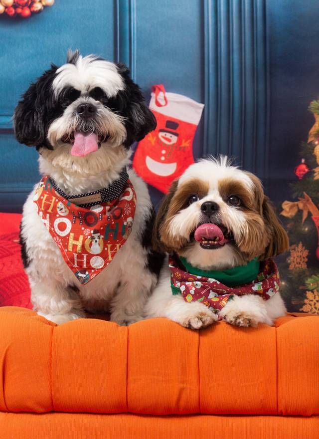 Ensaio temático pet de Ensaio temático pet Natal, Chiquinho e Juninho