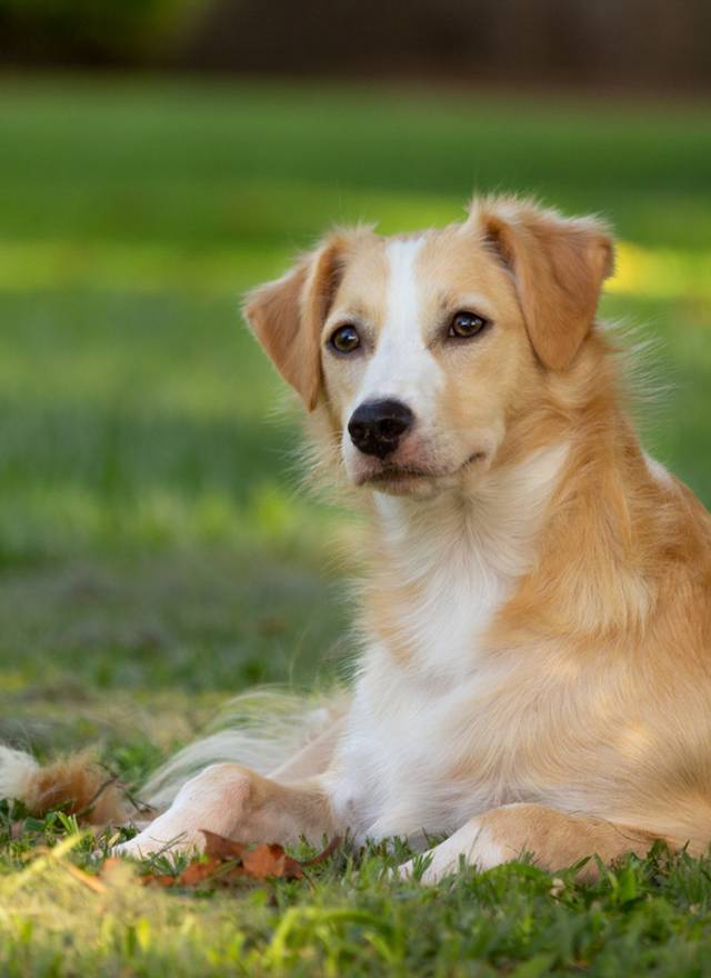 Ensaio pet ao ar livre de Ensaio pet ao ar livre Pipico e Pérola