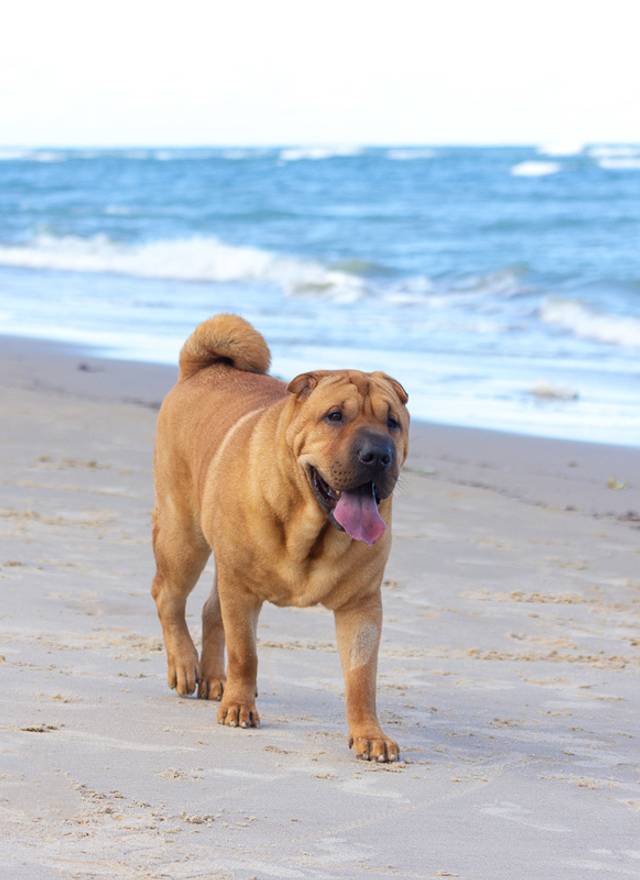 Ensaio pet ao ar livre de Ensaio pet Rock na praia