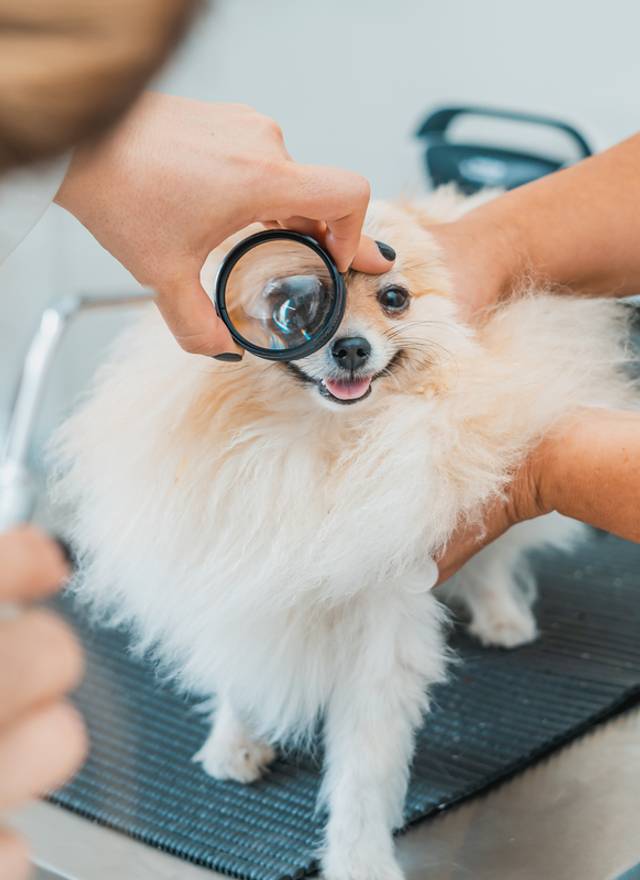 Estúdio/Corporativo de Le Petit