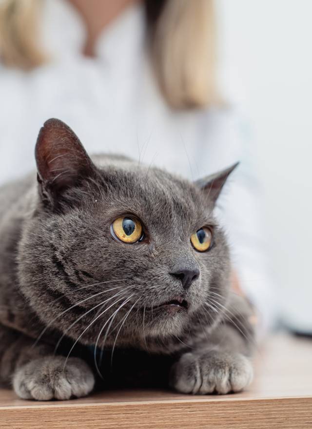 Estúdio/Corporativo de Clinica Veterinaria Le Petit