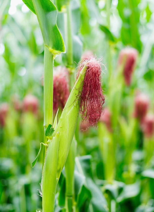 Agro de 2o Dia de Campo DETEC - Fazenda Santa Irene