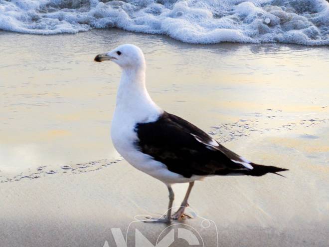 Fotojornalismo de Gaivota-dominicana