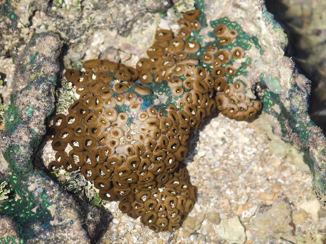 Cenários / Pessoas /  Vida marinha de Ponta Verde - Maceió - Alagoas