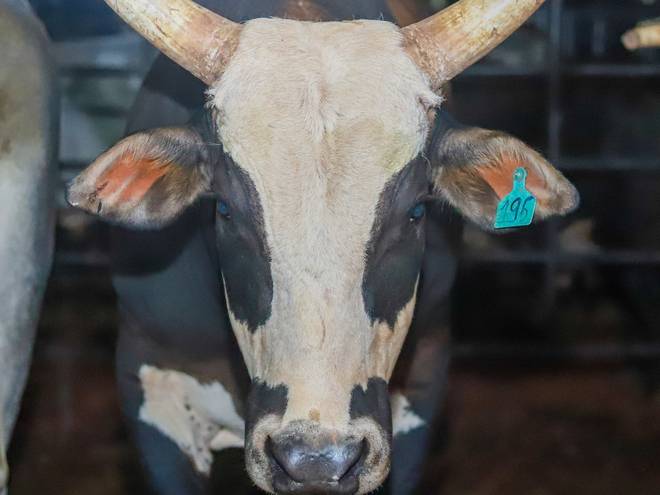 Eventos  de FINAL EXPOVERDE CAMPO VERDE MT