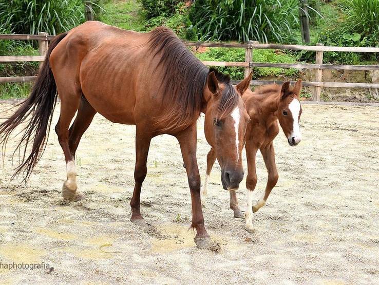 HARAS de VENDO LINDO HARAS EM MOGI DAS CRUZES OPORTUNIDADE ÚNICA