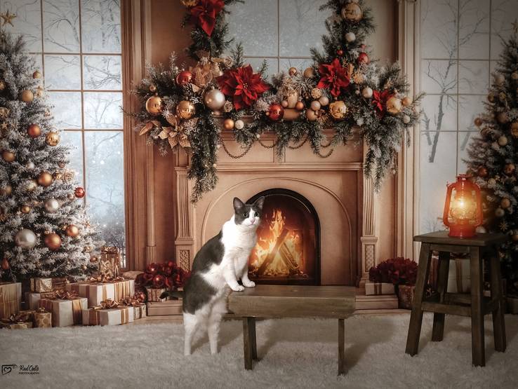 Sessões Natal de Sessões de NATAL 2025 - De Outubro 2025 a Janeiro 2026 - VINHAIS