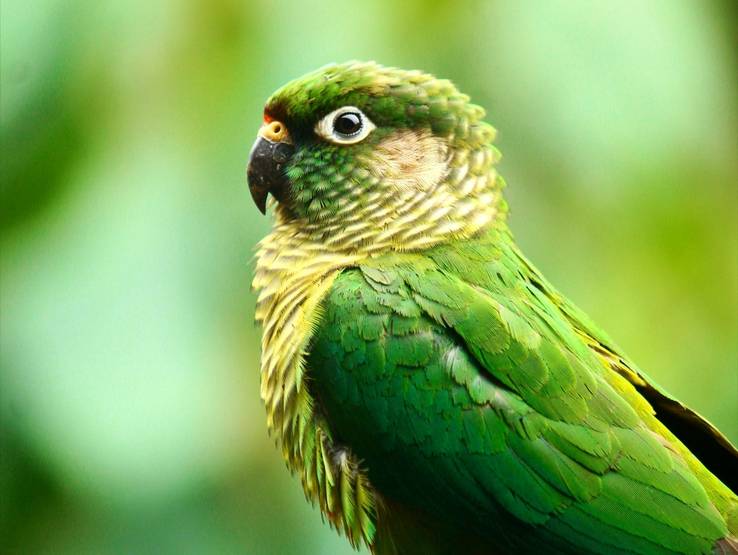 Natureza de Pássaros 